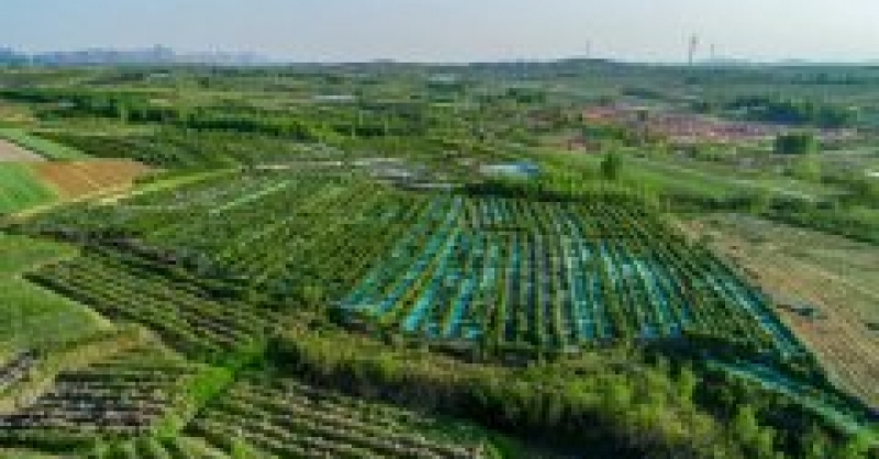 黃發集團獲評新區鄉村振興工作先進集體